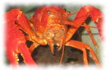 Roter Flusskrebs, Procambarus clarkii
